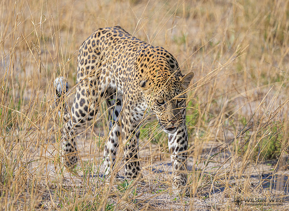 Leopard