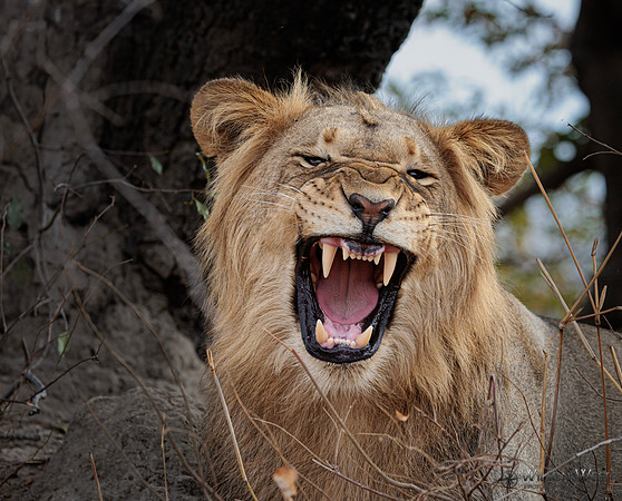 Lion