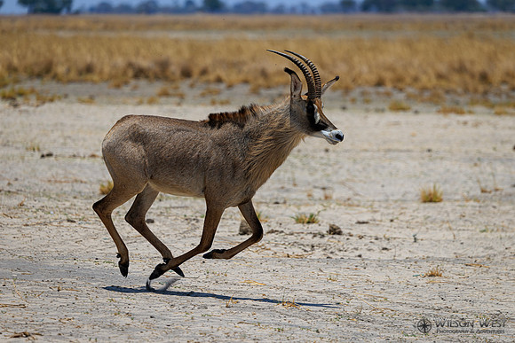 Roan Antelope