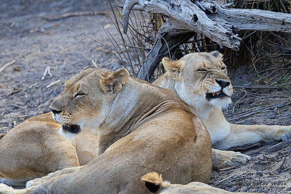 Lion