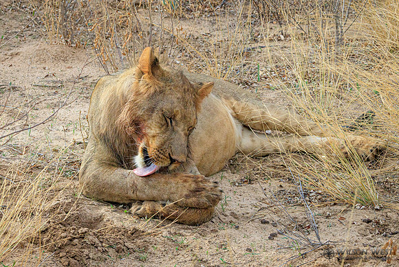 Lion