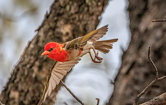 Red-headed Weaver