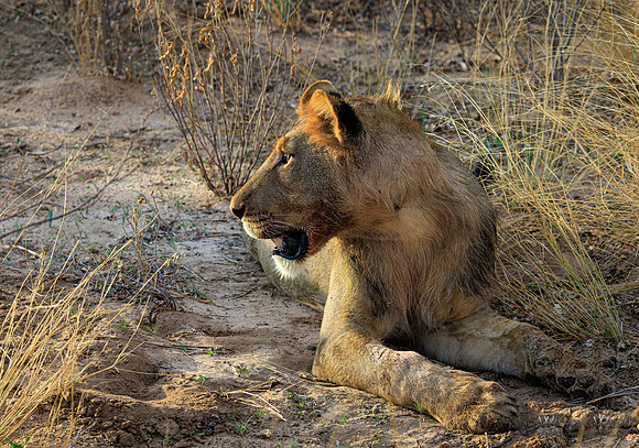 Lions eating a kudu