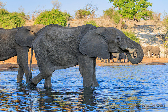 Elephant