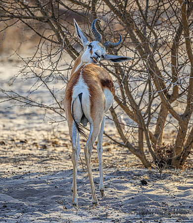 Springbok