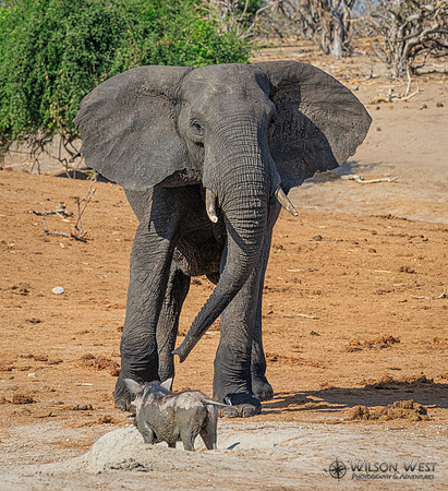Elephant