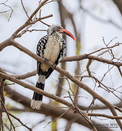 Red-billed Hornbill
