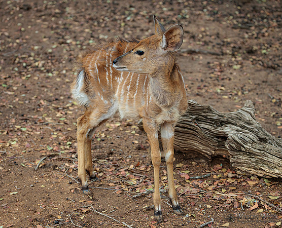 Nyala