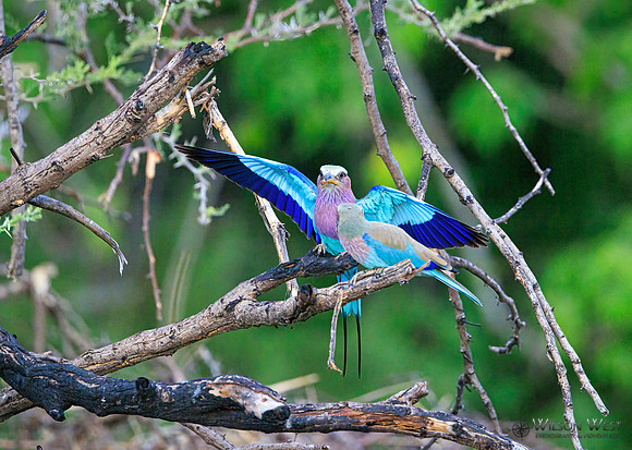 Lilac-breasted Roller