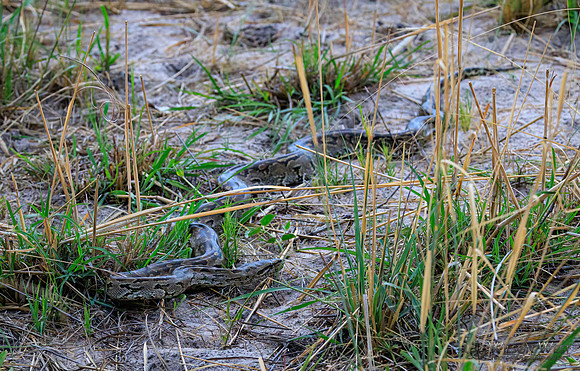 Rock Python