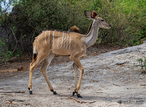 Greater Kudu