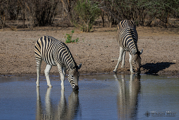 Burchell's Zebra