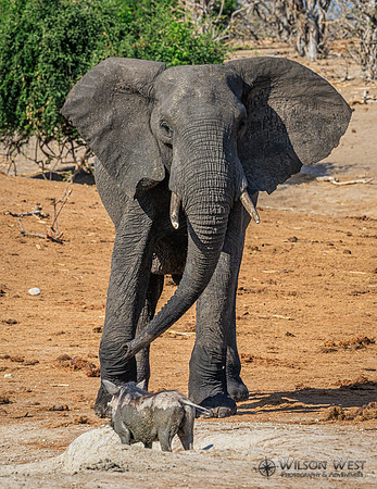 Elephant