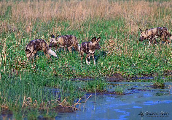 African Wild Dog