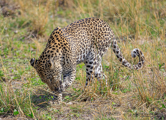 Leopard