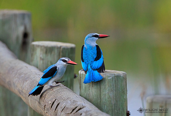 Woodland Kingfisher