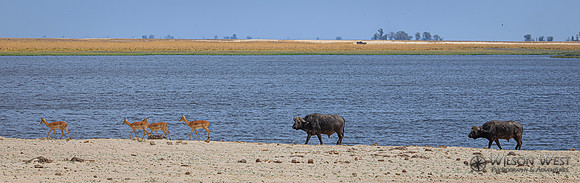 Cape Buffalo, Impala