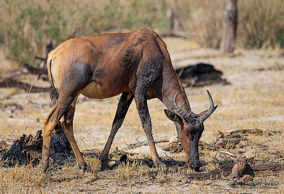 Tsessebe