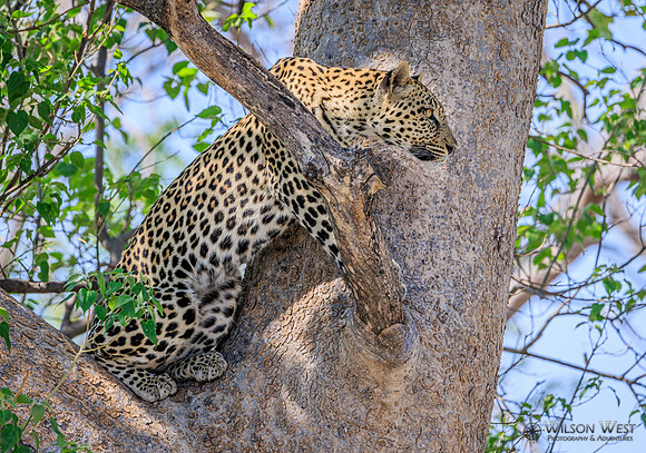 Leopard