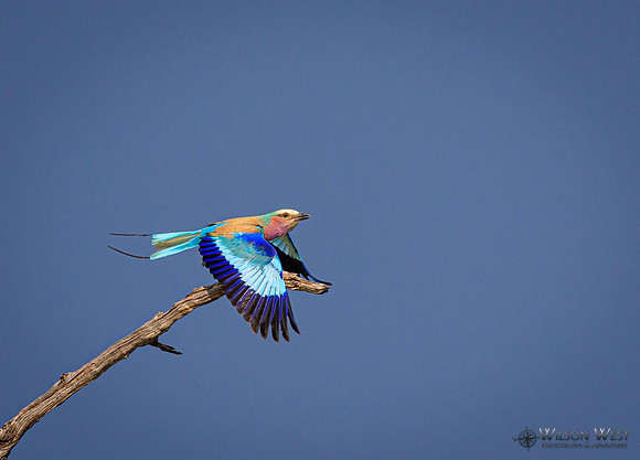 Lilac-breasted Roller