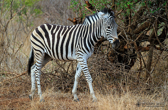Burchell's Zebra