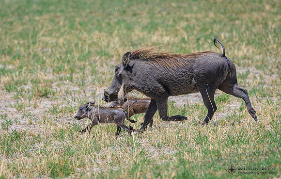 Warthog