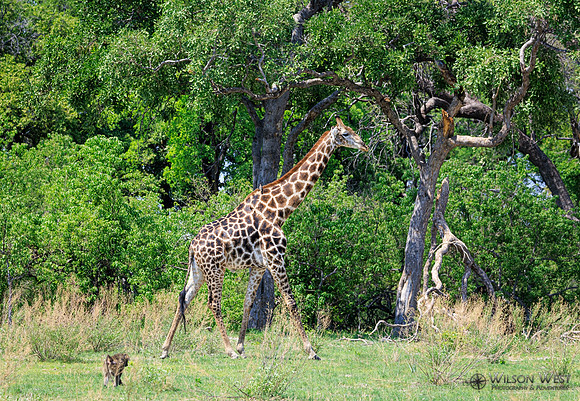 Giraffe