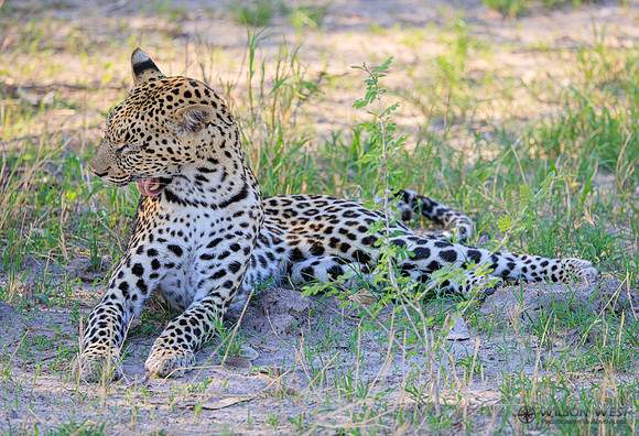 Leopard