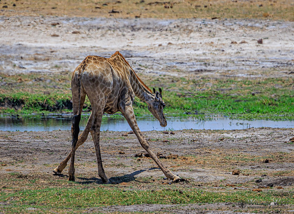 Giraffe