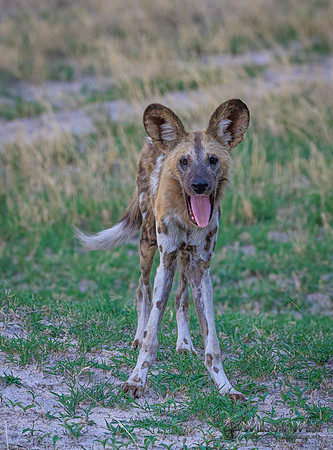 African Wild Dog