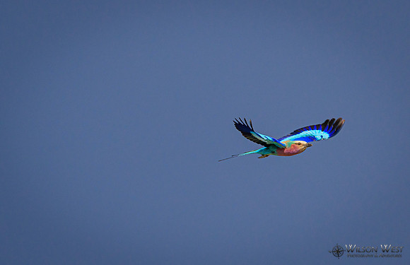 Lilac-breasted Roller