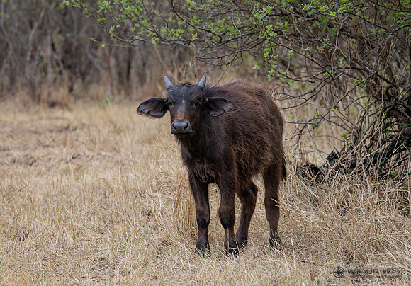 Cape Buffalo