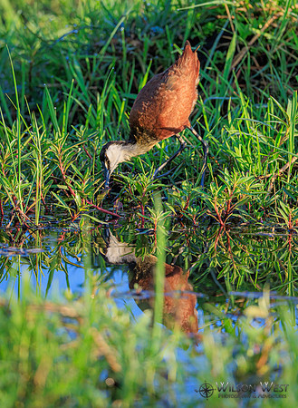 Jacana