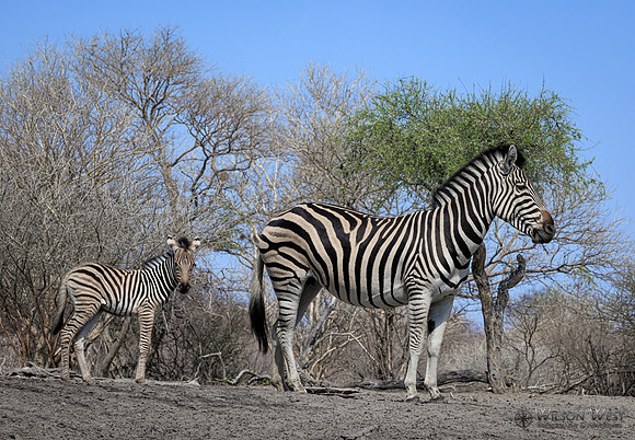 Burchell's Zebra
