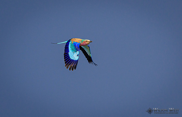 Lilac-breasted Roller