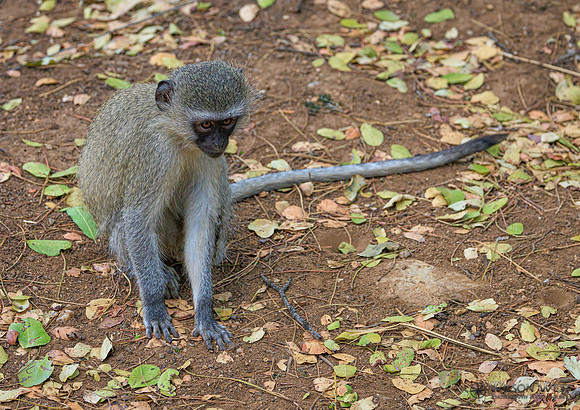 Vervet Monkey