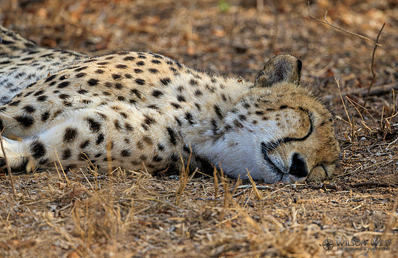 Cheetah