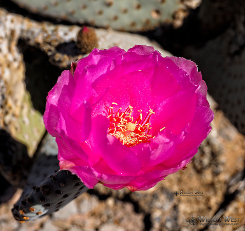 Beavertail Cactus
