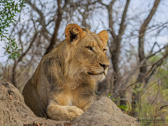 Lion
