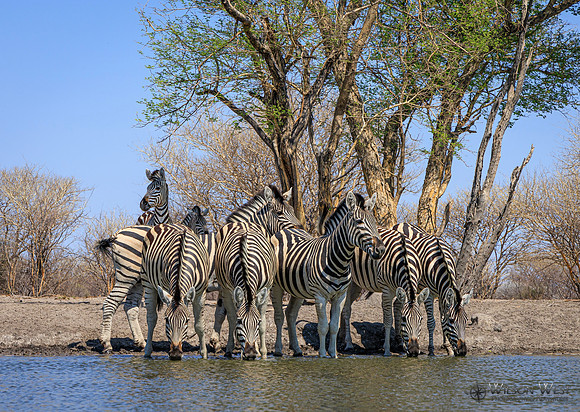 Burchell's Zebra