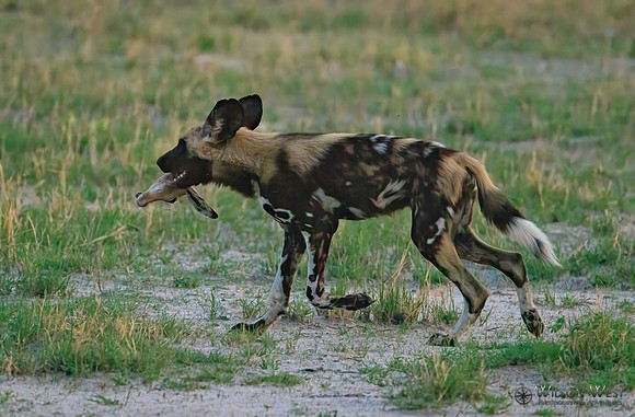African Wild Dog