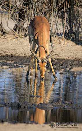 Impala