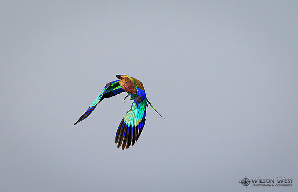 Lilac-breasted Roller