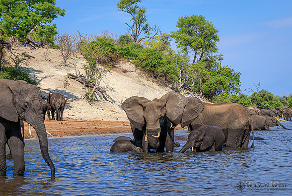 Elephant