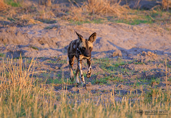 African Wild Dog