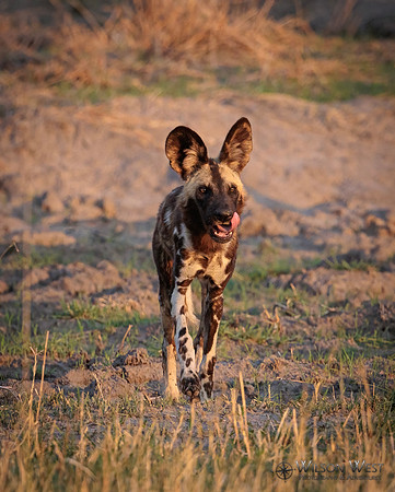 African Wild Dog