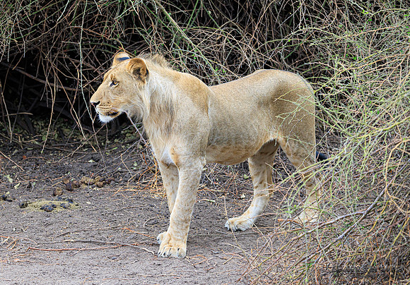 Lion