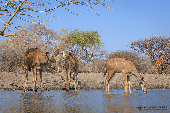 Greater Kudu