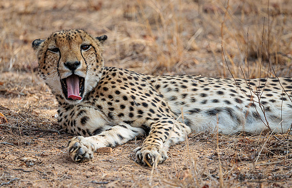 Cheetah
