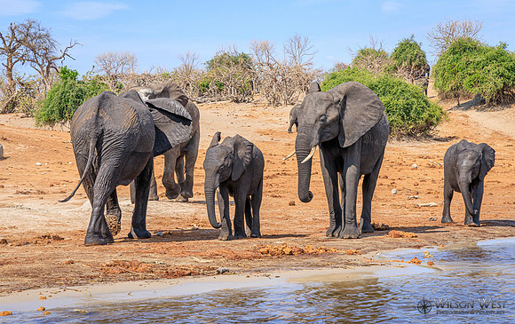 Elephant